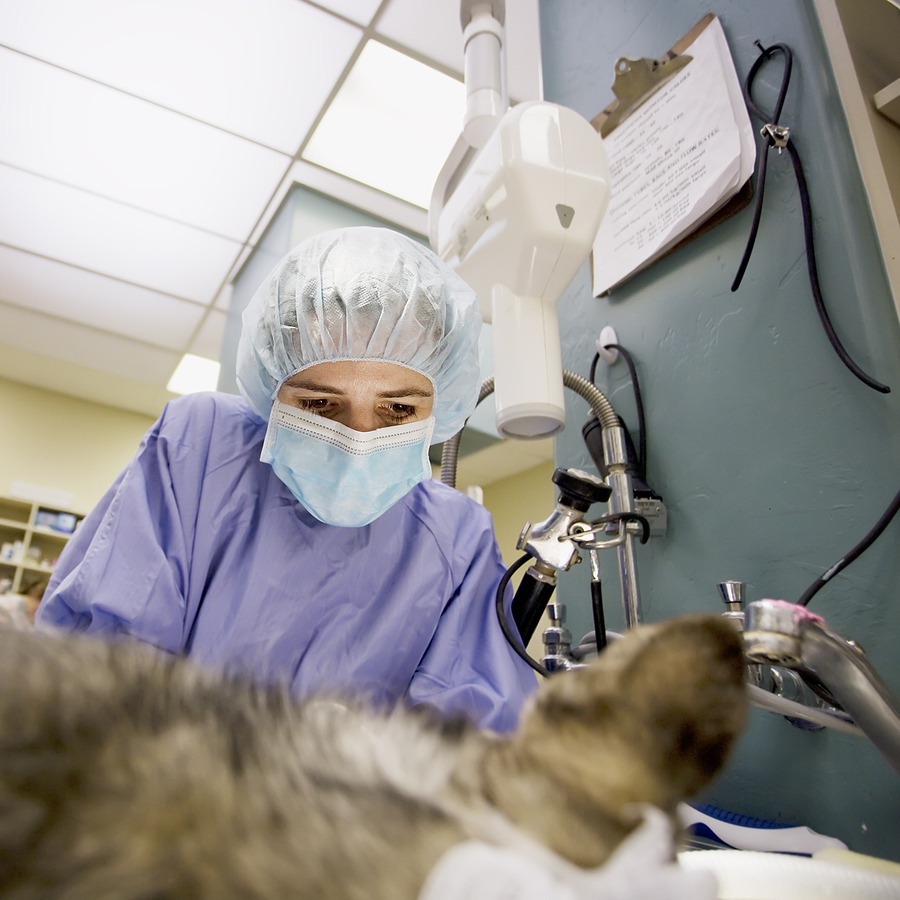 Small animal rotating internship at UC Davis retuns