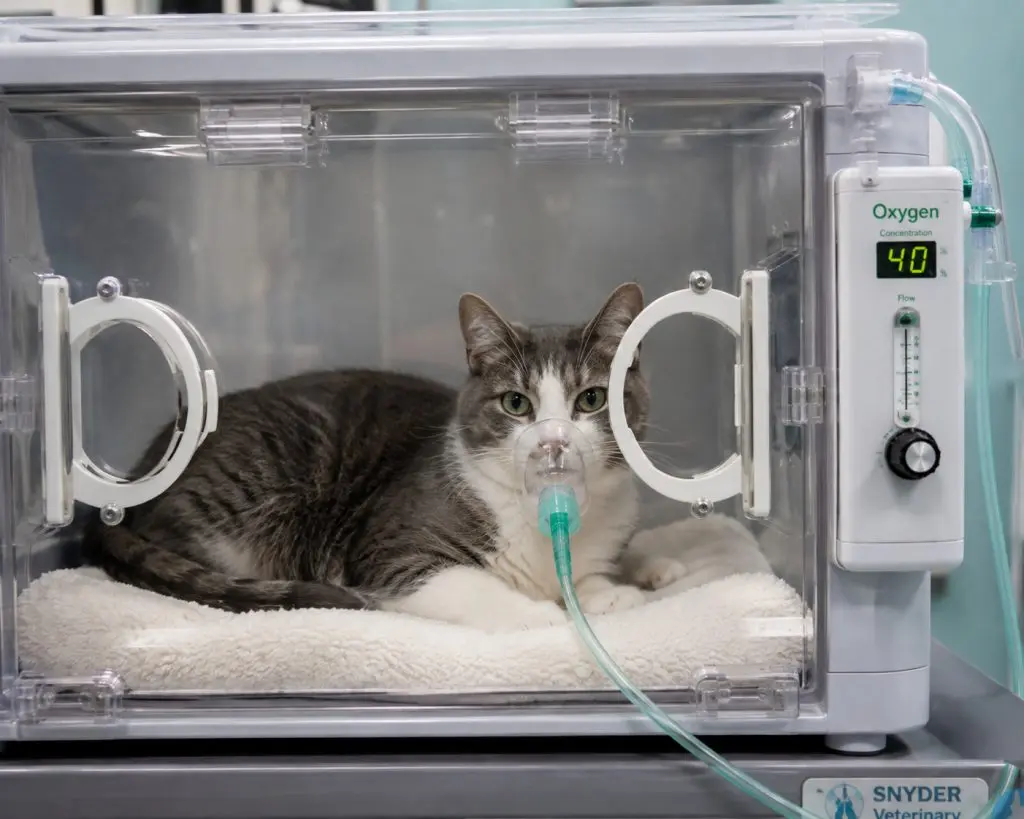 Low-stress tips for techs to handle cardiac cats