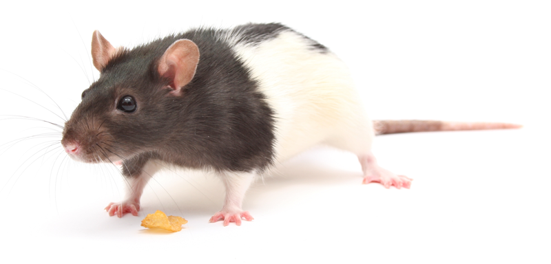 What You Need to Know About Rats - Veterinary Practice News