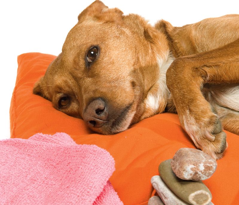 Can A Cat Get Bordetella From A Dog Can A Cat Get Bordetella From A Dog