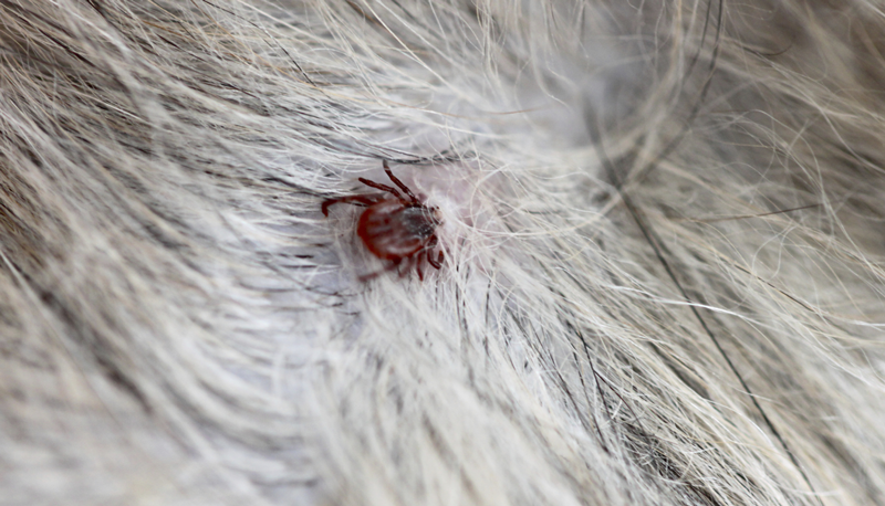 How To Protect Pets From Tick Bites