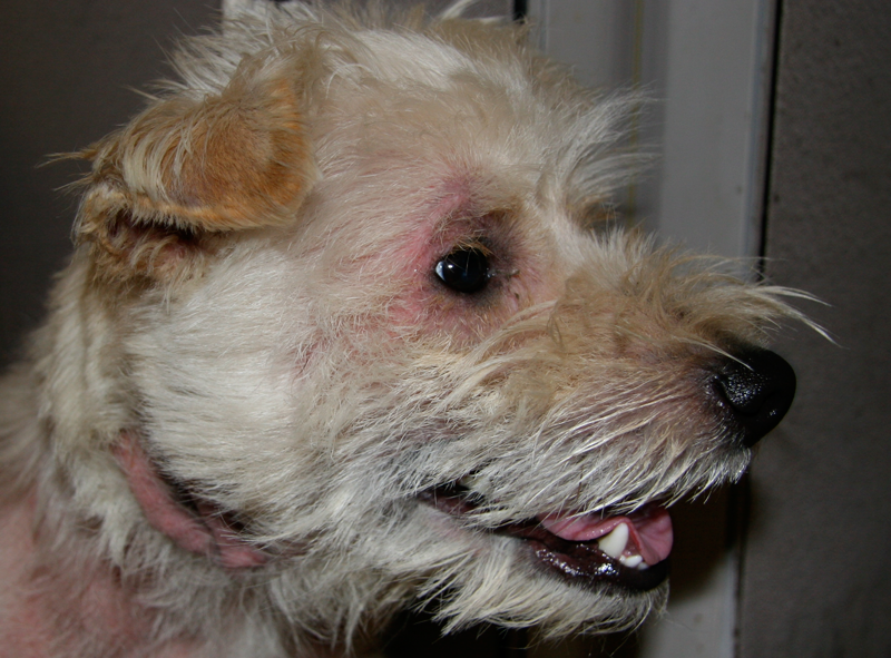 Why the Basics Still Apply to Canine Skin Allergies