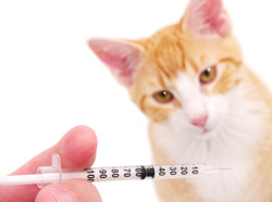 AAFP Revising Feline Vaccination Guidelines - Veterinary Practice News