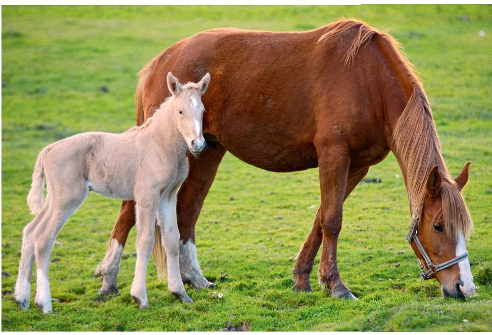 Common Illnesses of Newborn Foals Veterinary Practice News