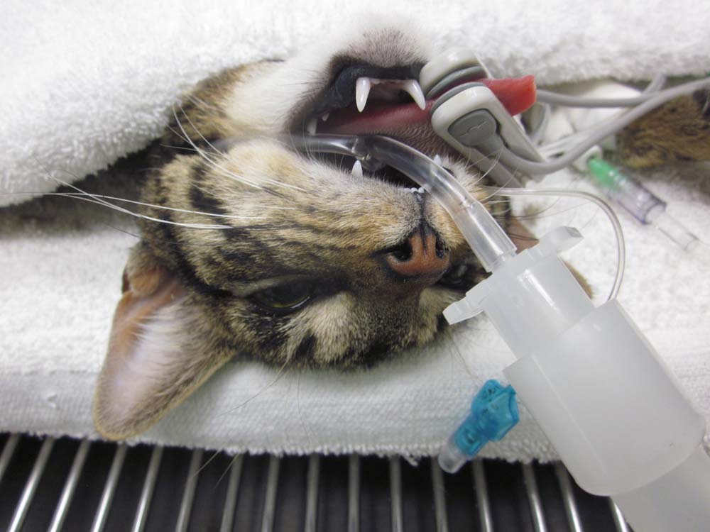 Стилизация кошки. Ингаляционный наркоз для животных. Кошка под наркозом. Глаза кота под наркозом. Анестезия в ветеринарии.