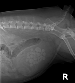 pug uti how to avoid uti frustration veterinary practice news pug uti how to avoid uti frustration veterinary practice news