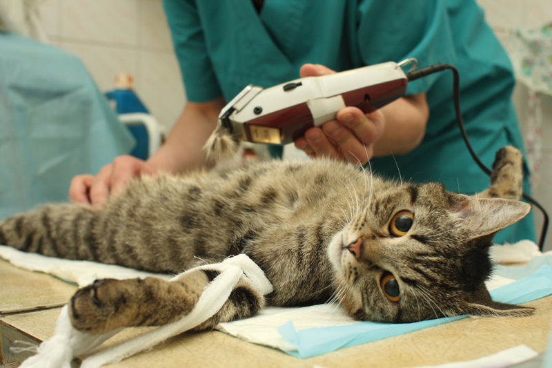 Why You Should Wake up to the Realities of Anesthesia Veterinary Practice News