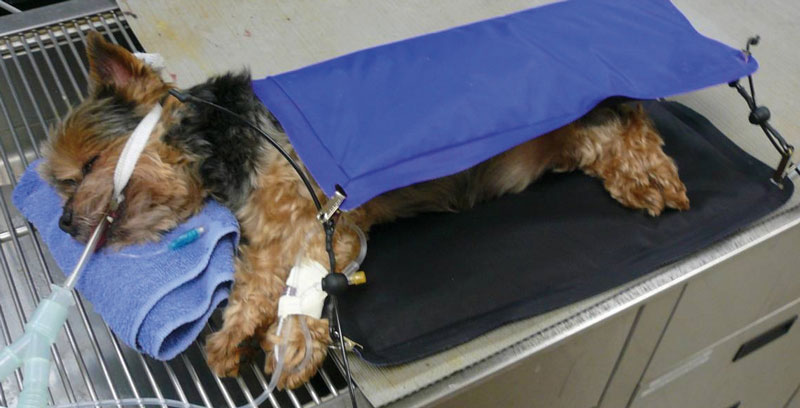 Hot Dog Patient Warming System Veterinary Hot Dog Patient Warming System Veterinary