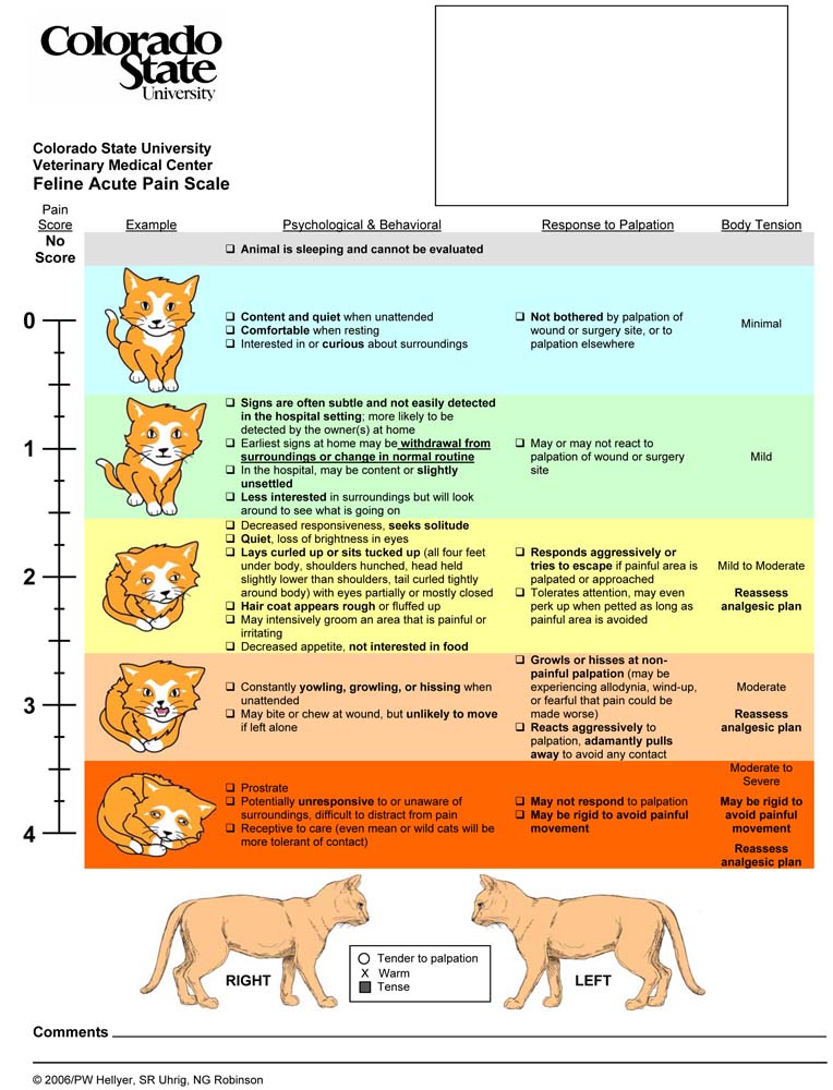 Download These Pain Scales - Veterinary Practice News
