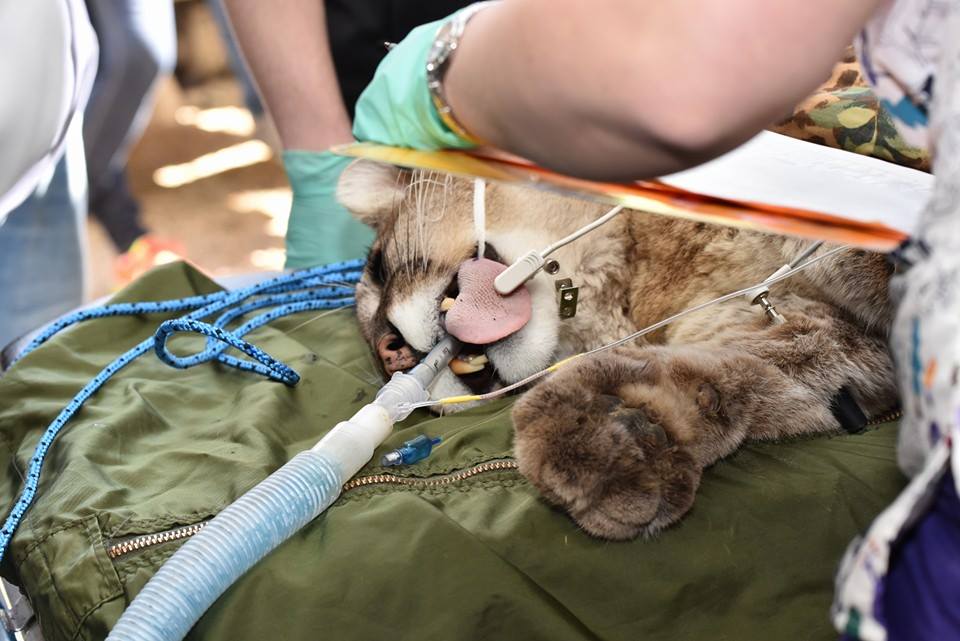 Volunteer Veterinary Dentists, Techs, Provide Dental Care to Big Cats
