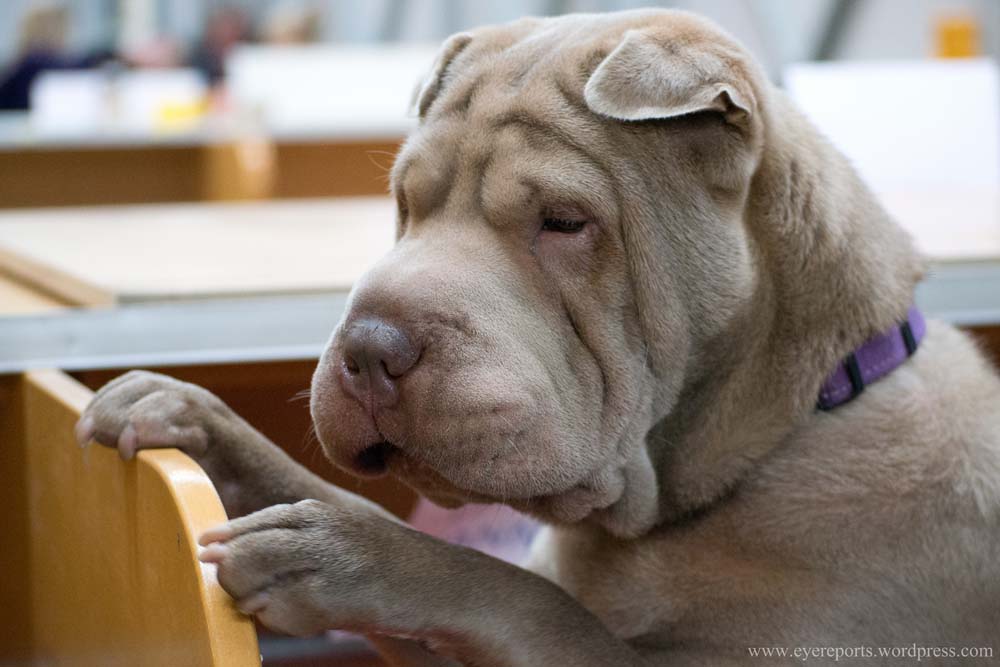 Cornell to offer new test for Shar-Pei breed - Veterinary Practice News