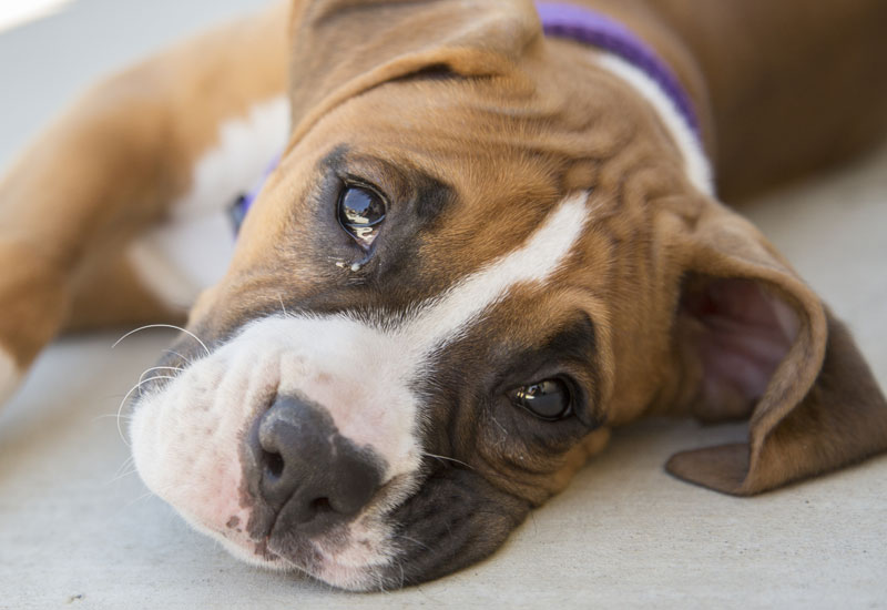 the dog flu symptoms