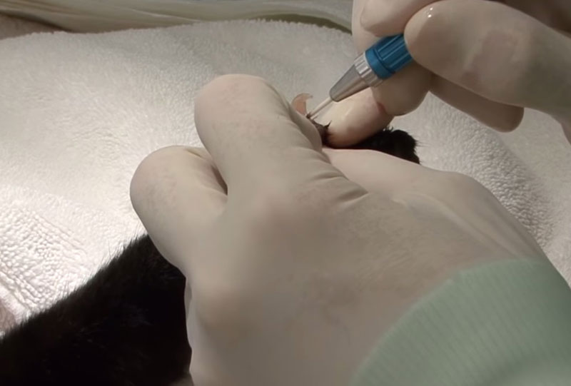 Vet Operating Declaw AVMA Helps Cat Owners With Declaw Decision - Veterinary Practice News