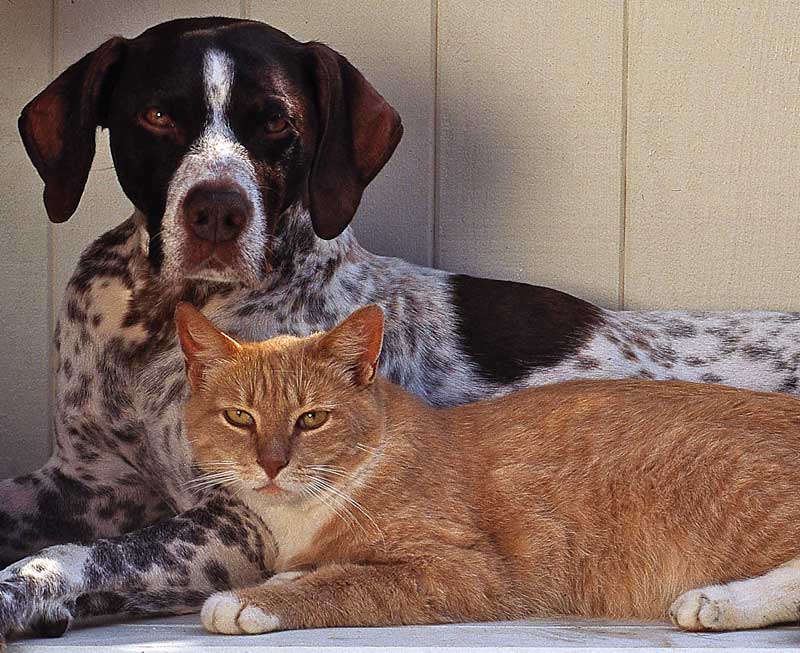 Abbott, Merck, Purina Team Up on Diabetes Campaign Veterinary