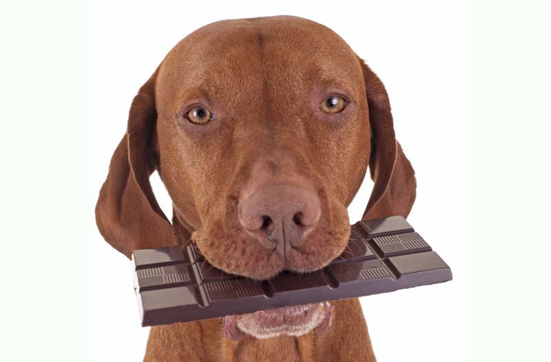 Curated visual reference: Visual Reference: Reminder Keep Chocolate Away From Dogs