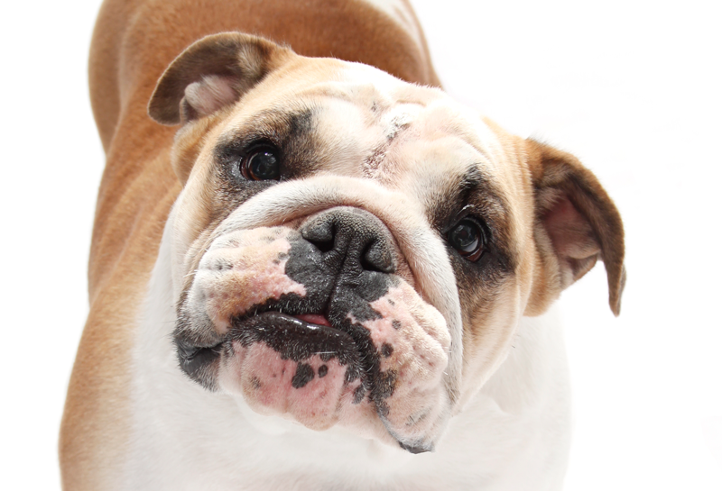 Penn Vet Study Seeks Dogs with Chronic Gastrointestinal Problems