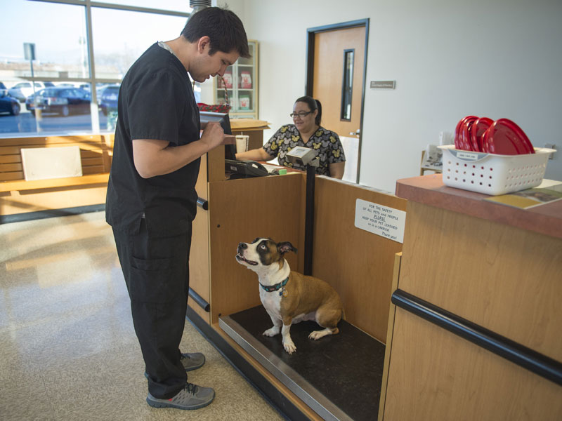 Vet receptionist jobs wichita ks