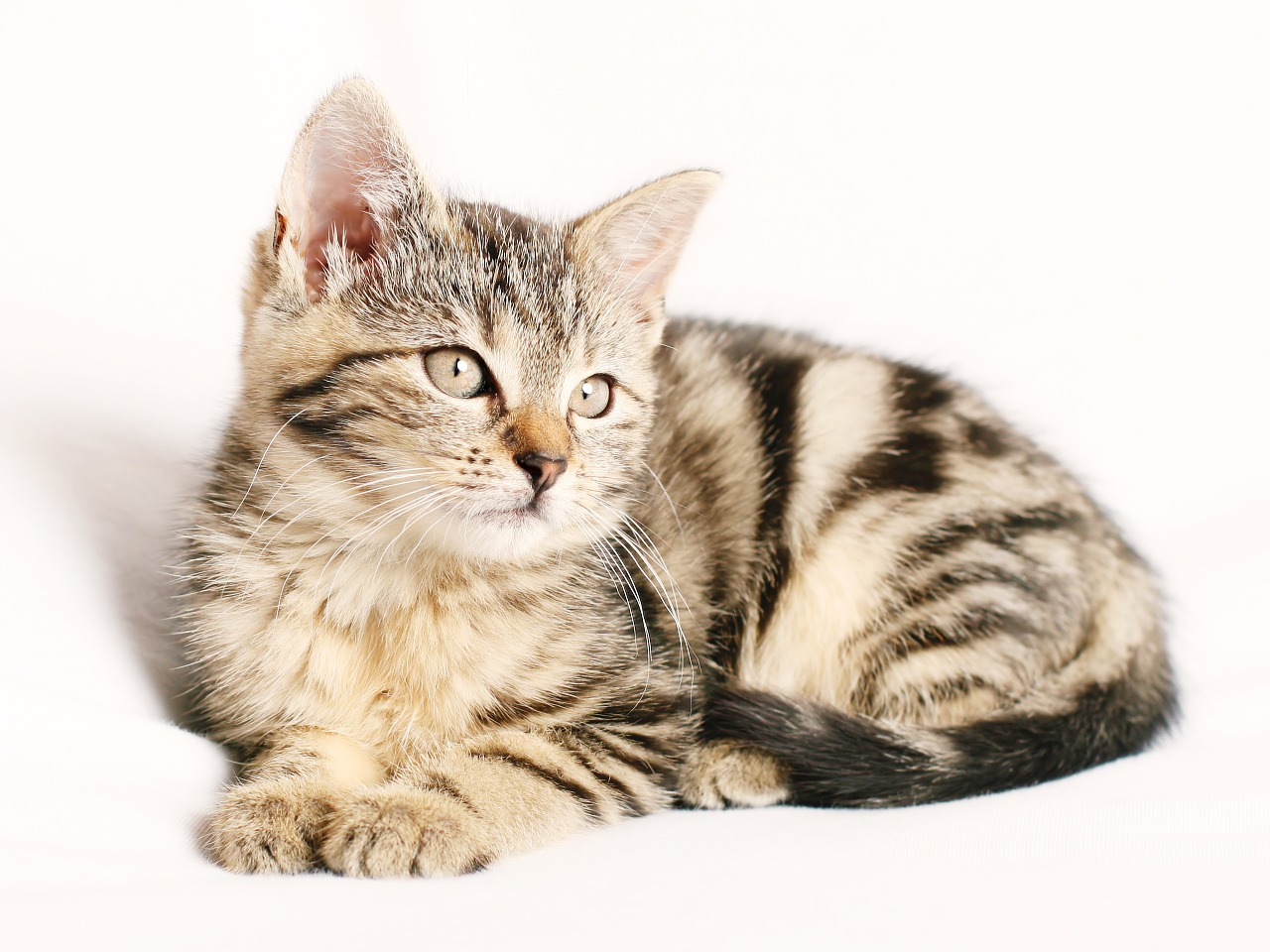 Cat-Friendly Practices Happy With Results - Veterinary ...