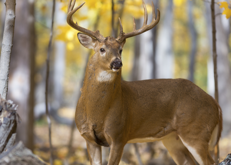 Study Toxoplasmosis in Northeastern Ohio Deer Population Hits 60