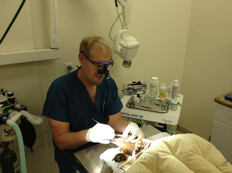 Veterinary Dentist Starts ‘Tooth Fairy Fund’ for Pets Needing Dental