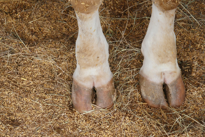 Study on Human Nails May Shed Light on Disease in the Hooves of Animals