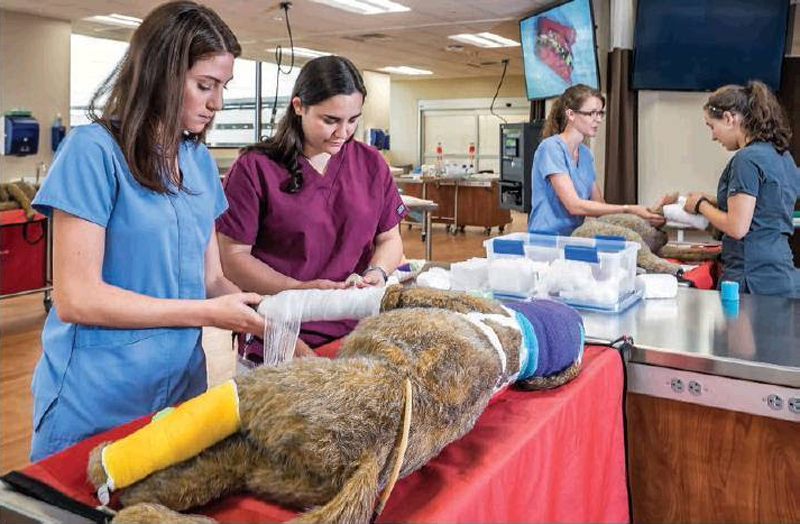 How vet school has changed over the years Veterinary Practice News