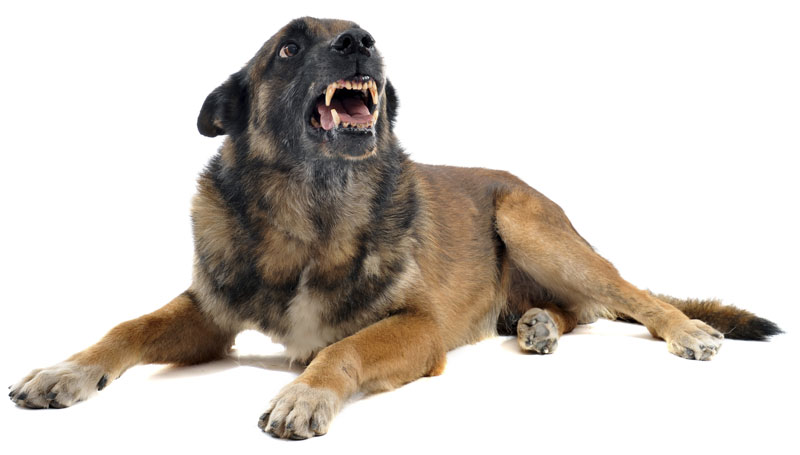How To Get A Dog To Behave How To Get A Dog To Behave