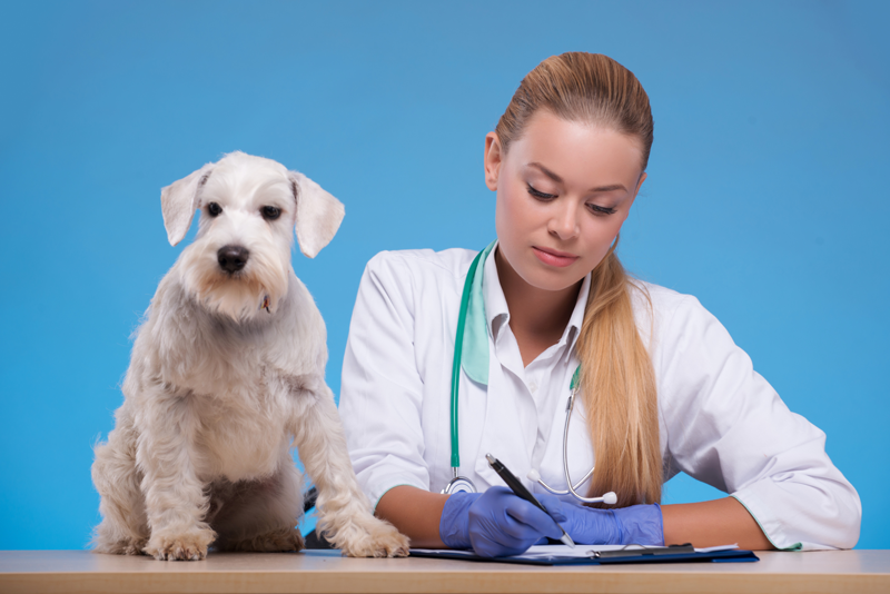Are Fear Free Veterinary Practices Practical Veterinary Practice News