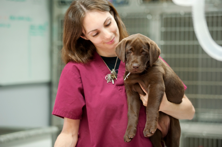 veterinary technology careers veterinary technology careers