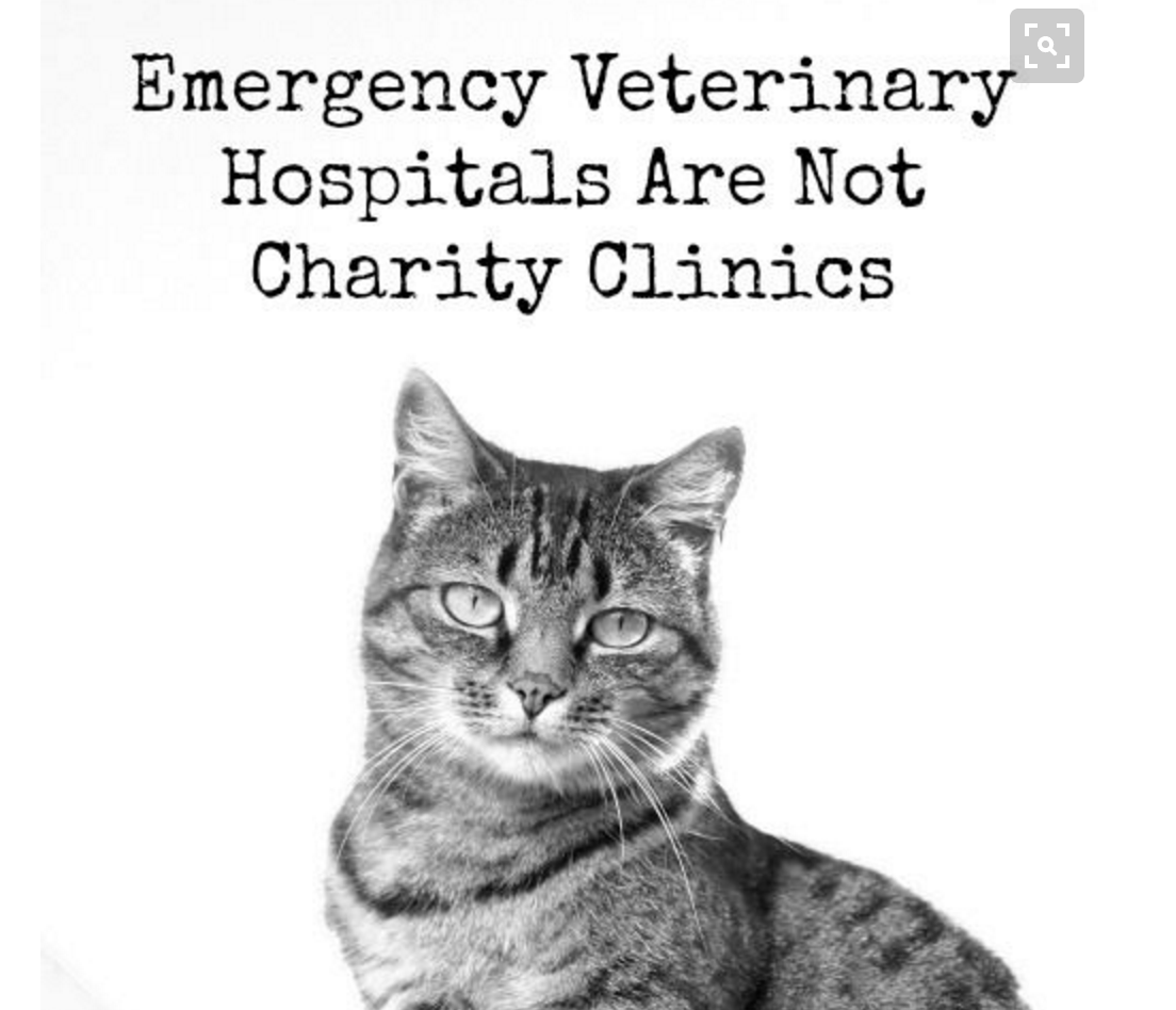 In Defense of Emergency Vet Clinics, From a Pet Owner's Perspective