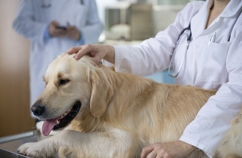 About Veterinary Specialists Veterinary Practice News